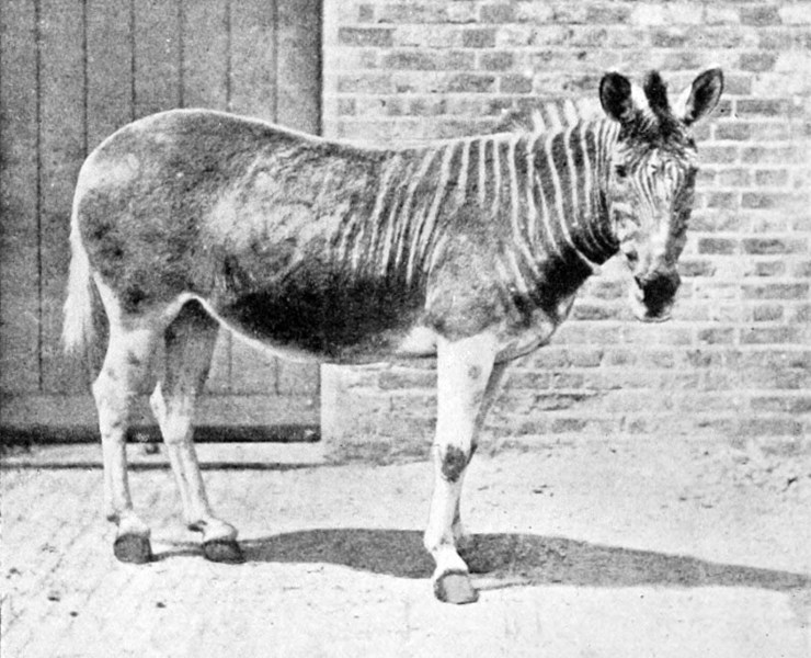 22_quagga_1870_zoo_londra